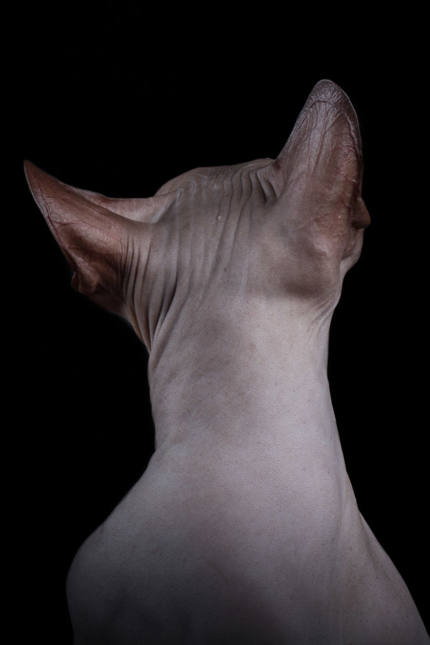 43 Hairless Cat Photos That Will Remind You Of Aliens 43 Hairless Cat Photos That Will Remind You Of Aliens