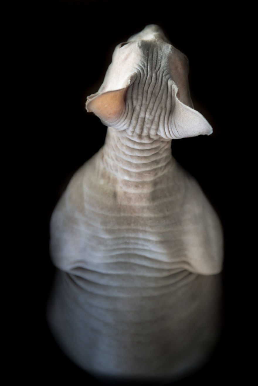 43 Hairless Cat Photos That Will Remind You Of Aliens 43 Hairless Cat Photos That Will Remind You Of Aliens