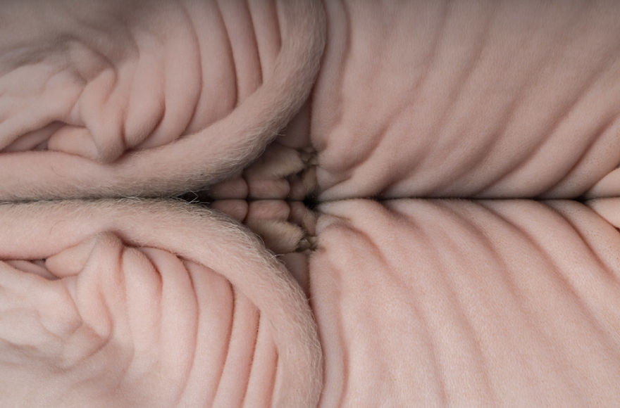 43 Hairless Cat Photos That Will Remind You Of Aliens 43 Hairless Cat Photos That Will Remind You Of Aliens