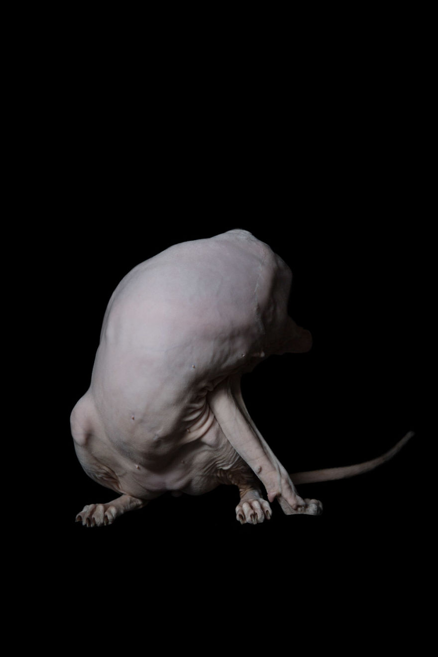43 Hairless Cat Photos That Will Remind You Of Aliens 43 Hairless Cat Photos That Will Remind You Of Aliens