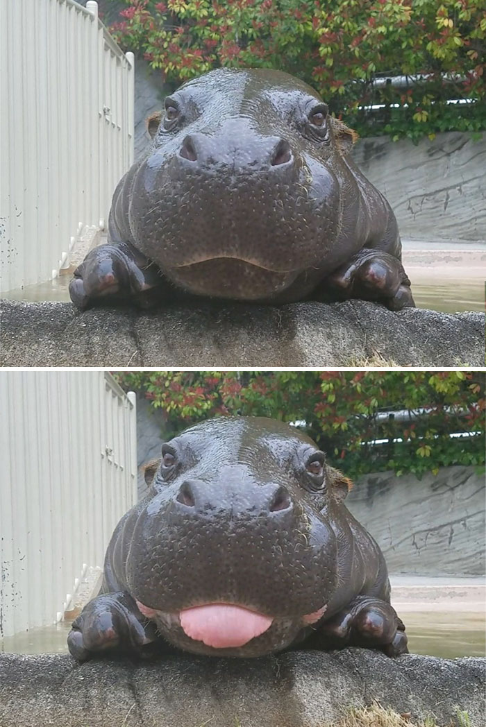 53 Baby Hippos That Will Make Everything Better 53 Baby Hippos That Will Make Everything Better