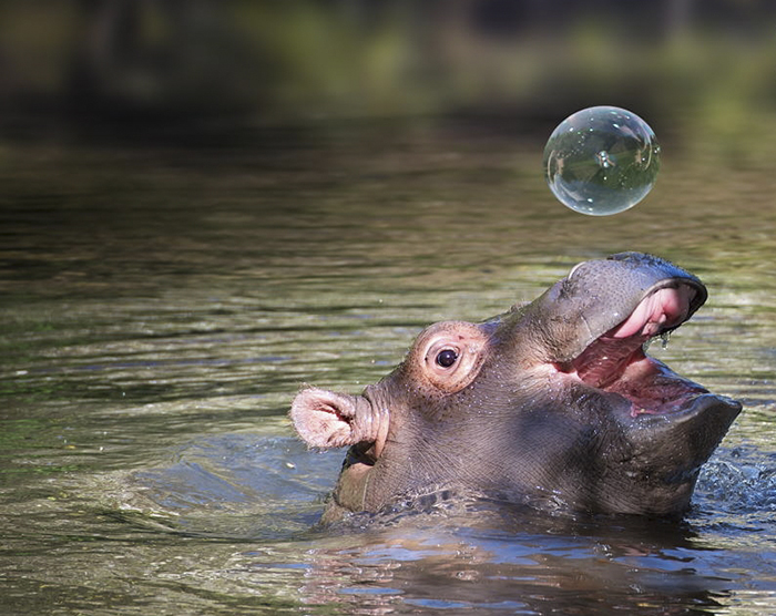 53 Baby Hippos That Will Make Everything Better 53 Baby Hippos That Will Make Everything Better