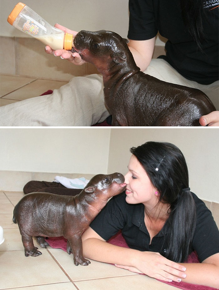 53 Baby Hippos That Will Make Everything Better 53 Baby Hippos That Will Make Everything Better