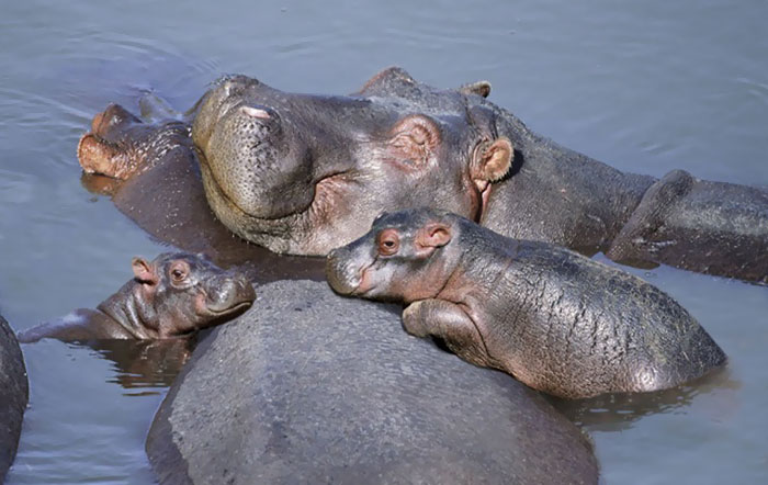 53 Baby Hippos That Will Make Everything Better 53 Baby Hippos That Will Make Everything Better
