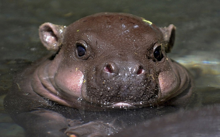53 Baby Hippos That Will Make Everything Better 53 Baby Hippos That Will Make Everything Better