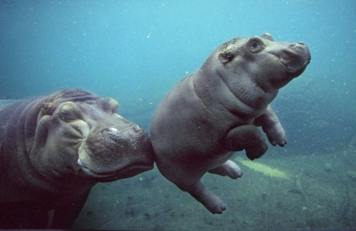 53 Baby Hippos That Will Make Everything Better 53 Baby Hippos That Will Make Everything Better