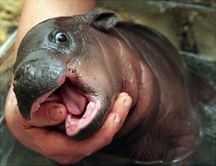 53 Baby Hippos That Will Make Everything Better 53 Baby Hippos That Will Make Everything Better