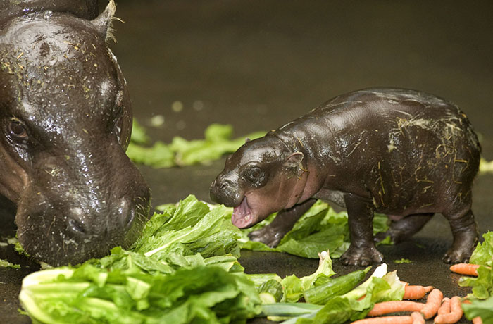 53 Baby Hippos That Will Make Everything Better 53 Baby Hippos That Will Make Everything Better