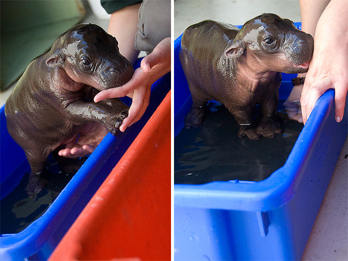 53 Baby Hippos That Will Make Everything Better 53 Baby Hippos That Will Make Everything Better