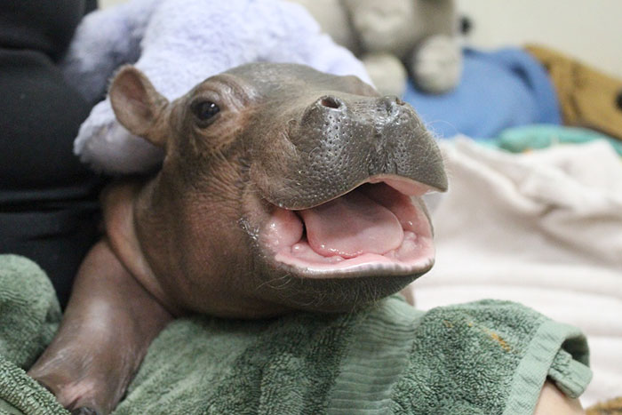 53 Baby Hippos That Will Make Everything Better 53 Baby Hippos That Will Make Everything Better