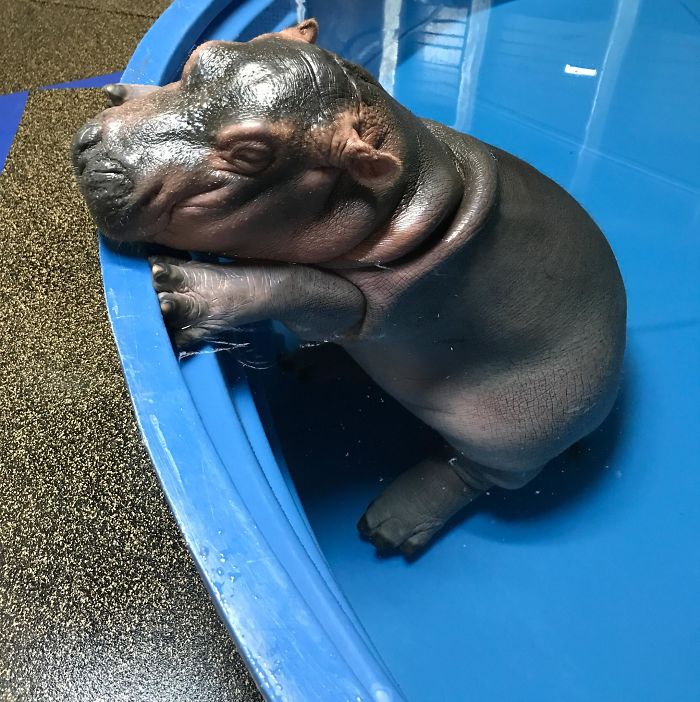 53 Baby Hippos That Will Make Everything Better 53 Baby Hippos That Will Make Everything Better