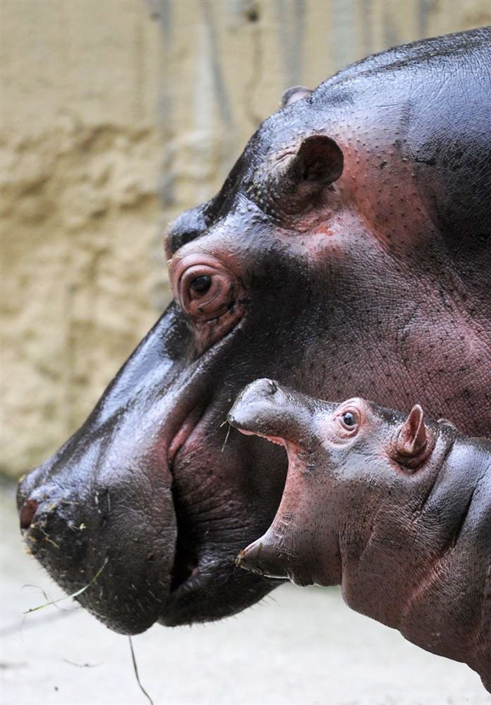 53 Baby Hippos That Will Make Everything Better 53 Baby Hippos That Will Make Everything Better