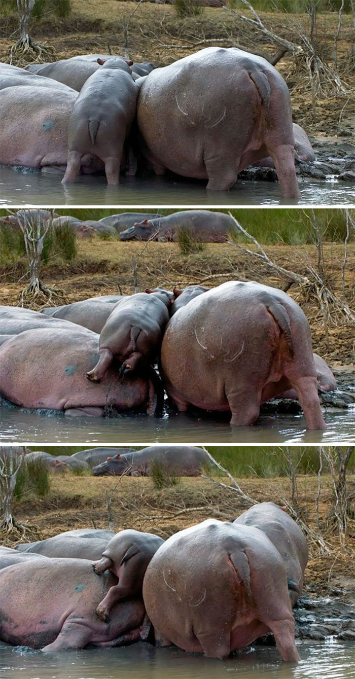 53 Baby Hippos That Will Make Everything Better 53 Baby Hippos That Will Make Everything Better