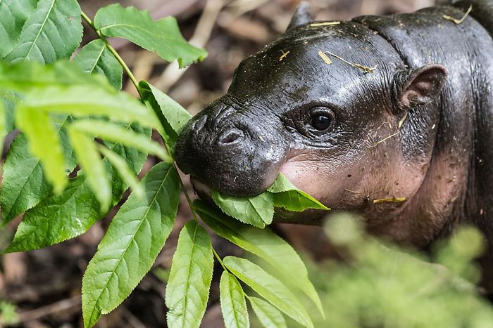 53 Baby Hippos That Will Make Everything Better 53 Baby Hippos That Will Make Everything Better