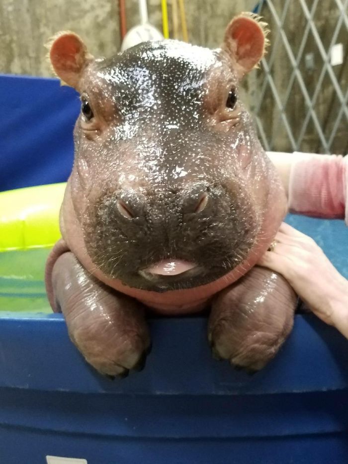 53 Baby Hippos That Will Make Everything Better 53 Baby Hippos That Will Make Everything Better