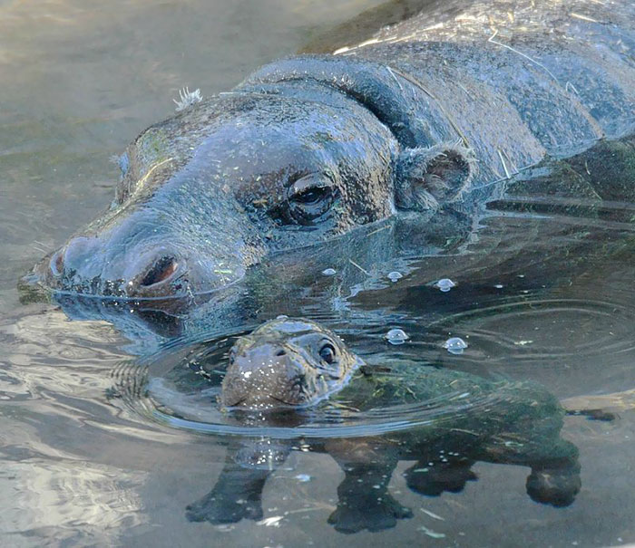 53 Baby Hippos That Will Make Everything Better 53 Baby Hippos That Will Make Everything Better