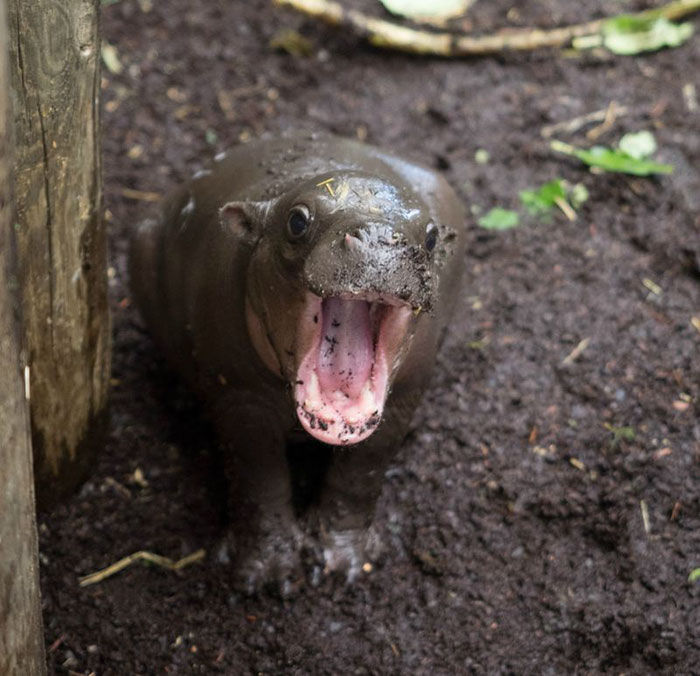 53 Baby Hippos That Will Make Everything Better 53 Baby Hippos That Will Make Everything Better