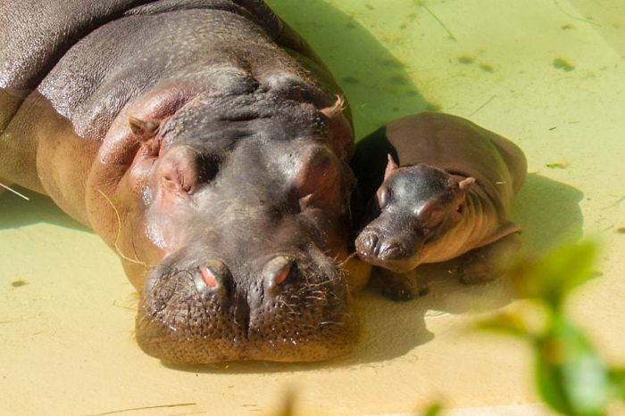 53 Baby Hippos That Will Make Everything Better 53 Baby Hippos That Will Make Everything Better