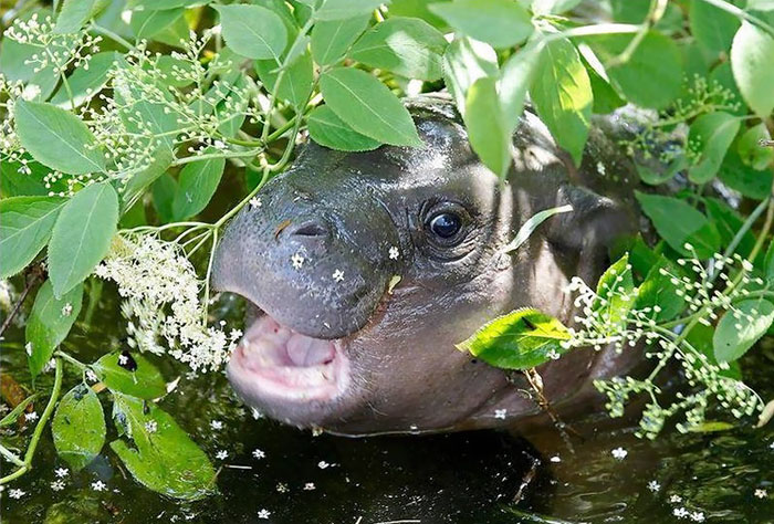 53 Baby Hippos That Will Make Everything Better 53 Baby Hippos That Will Make Everything Better