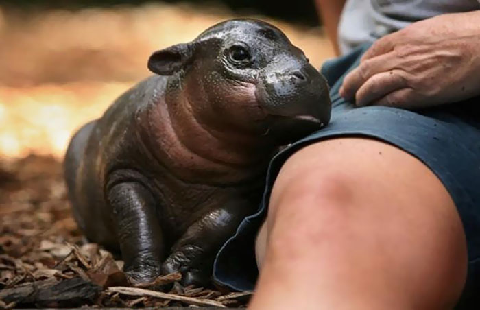 53 Baby Hippos That Will Make Everything Better 53 Baby Hippos That Will Make Everything Better