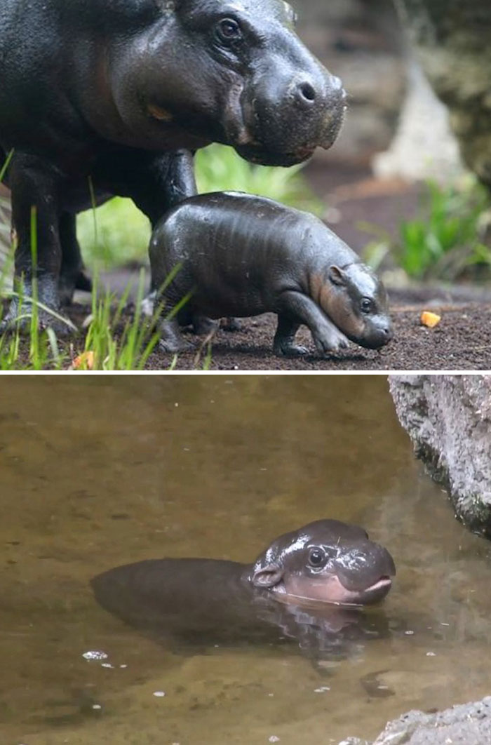 53 Baby Hippos That Will Make Everything Better 53 Baby Hippos That Will Make Everything Better