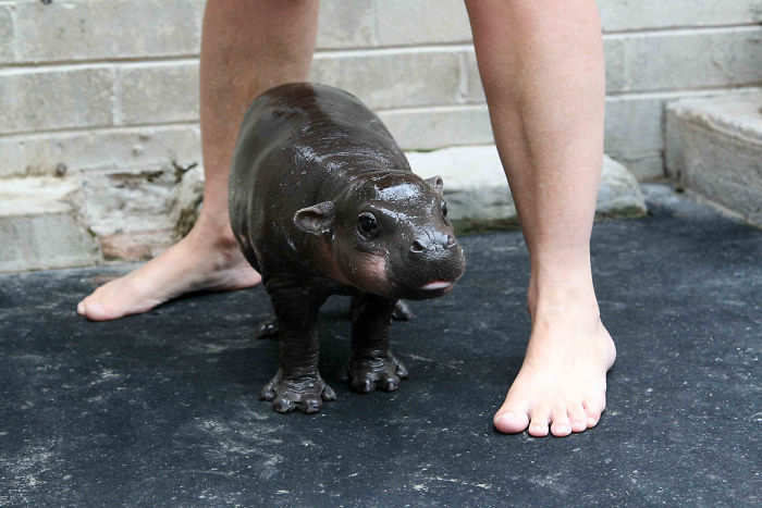 53 Baby Hippos That Will Make Everything Better 53 Baby Hippos That Will Make Everything Better