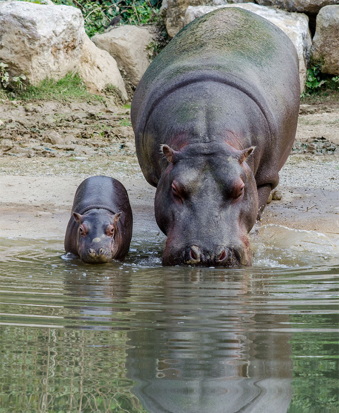 53 Baby Hippos That Will Make Everything Better 53 Baby Hippos That Will Make Everything Better