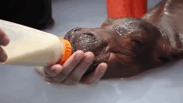 53 Baby Hippos That Will Make Everything Better 53 Baby Hippos That Will Make Everything Better