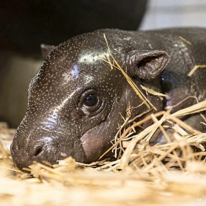 53 Baby Hippos That Will Make Everything Better 53 Baby Hippos That Will Make Everything Better