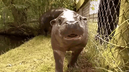53 Baby Hippos That Will Make Everything Better 53 Baby Hippos That Will Make Everything Better