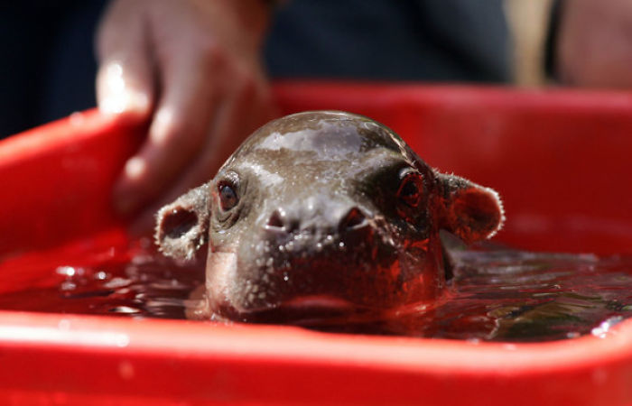 53 Baby Hippos That Will Make Everything Better 53 Baby Hippos That Will Make Everything Better