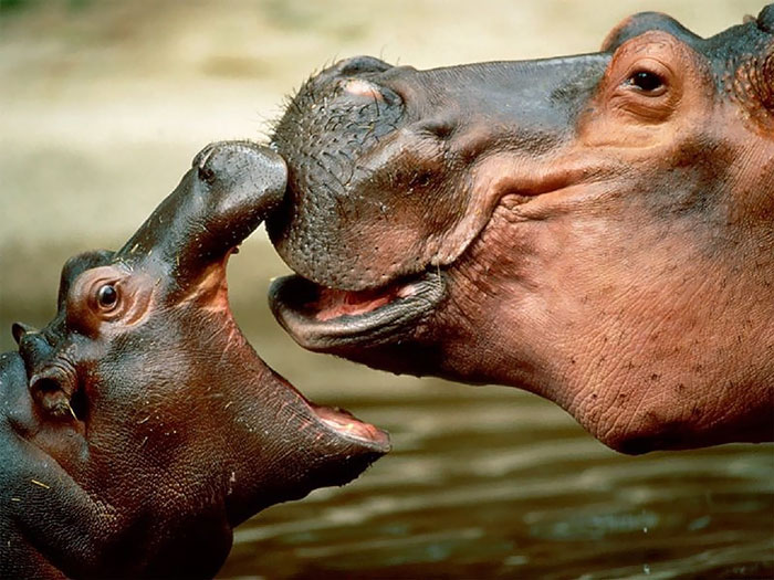 53 Baby Hippos That Will Make Everything Better 53 Baby Hippos That Will Make Everything Better