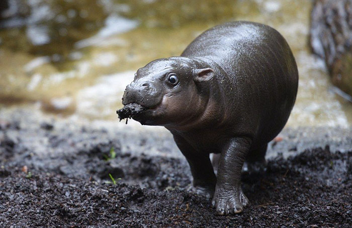 53 Baby Hippos That Will Make Everything Better 53 Baby Hippos That Will Make Everything Better