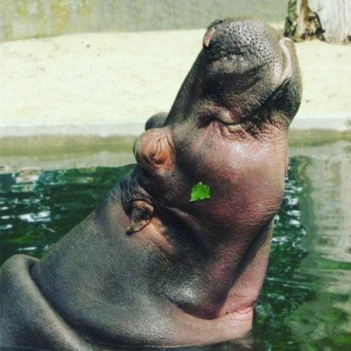 53 Baby Hippos That Will Make Everything Better 53 Baby Hippos That Will Make Everything Better