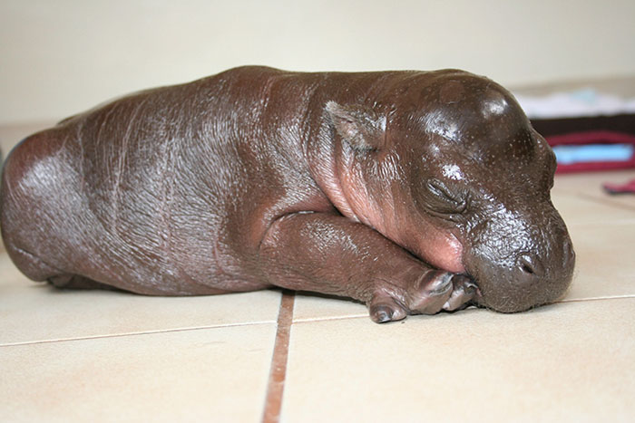 53 Baby Hippos That Will Make Everything Better 53 Baby Hippos That Will Make Everything Better
