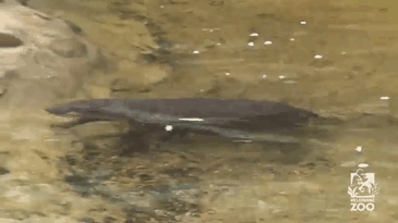 53 Baby Hippos That Will Make Everything Better 53 Baby Hippos That Will Make Everything Better