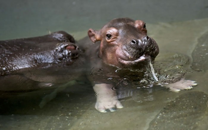 53 Baby Hippos That Will Make Everything Better 53 Baby Hippos That Will Make Everything Better