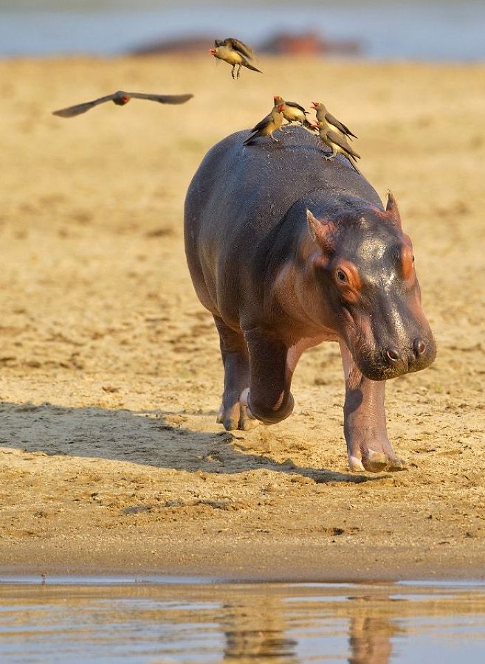 53 Baby Hippos That Will Make Everything Better 53 Baby Hippos That Will Make Everything Better