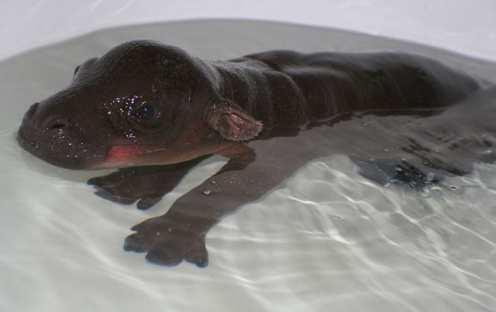 53 Baby Hippos That Will Make Everything Better 53 Baby Hippos That Will Make Everything Better