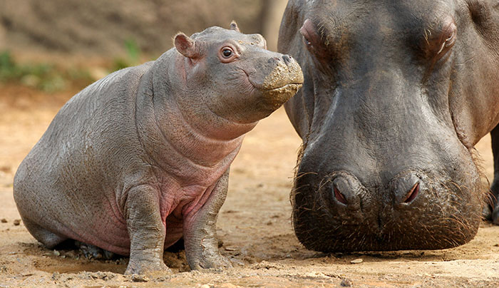 53 Baby Hippos That Will Make Everything Better 53 Baby Hippos That Will Make Everything Better