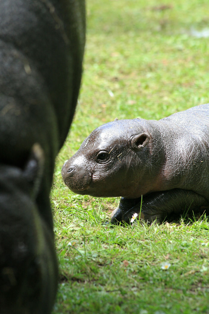 53 Baby Hippos That Will Make Everything Better 53 Baby Hippos That Will Make Everything Better