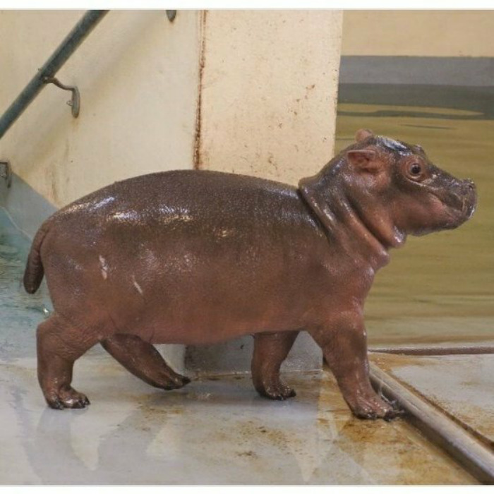 53 Baby Hippos That Will Make Everything Better 53 Baby Hippos That Will Make Everything Better