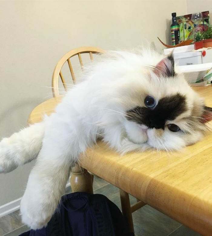 Meet Smudge, A Himalayan Kitty Who Was Dipped Into Ink And Became An Instant Instagram Celebrity