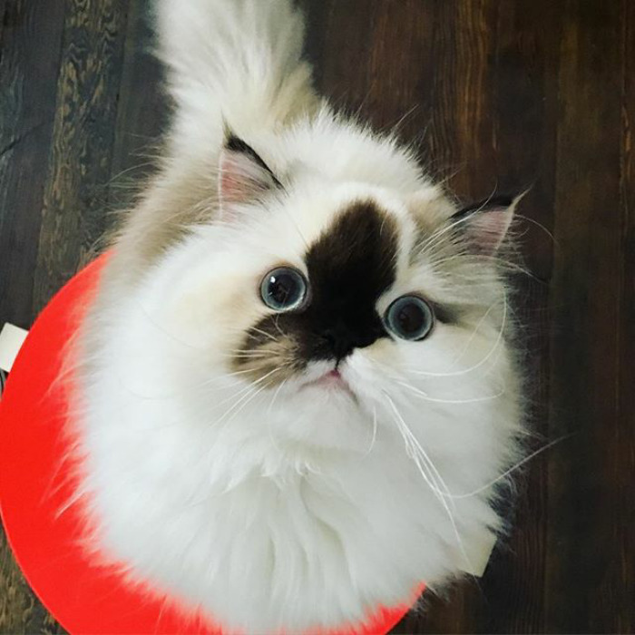 Meet Smudge, A Himalayan Kitty Who Was Dipped Into Ink And Became An Instant Instagram Celebrity
