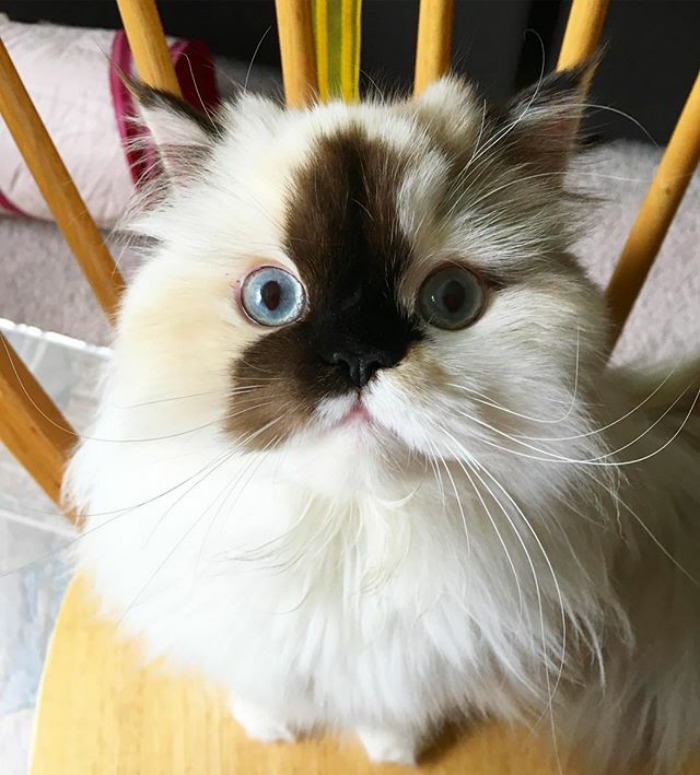 Meet Smudge, A Himalayan Kitty Who Was Dipped Into Ink And Became An Instant Instagram Celebrity