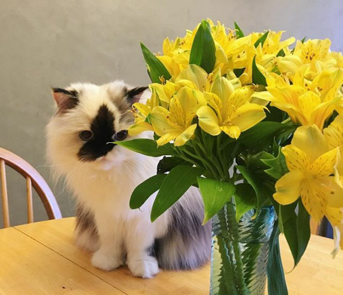 Meet Smudge, A Himalayan Kitty Who Was Dipped Into Ink And Became An Instant Instagram Celebrity