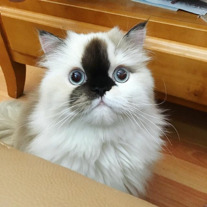 Meet Smudge, A Himalayan Kitty Who Was Dipped Into Ink And Became An Instant Instagram Celebrity