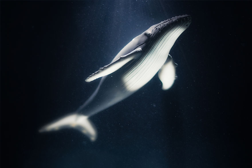 I Created Wildlife Photography In My Room!