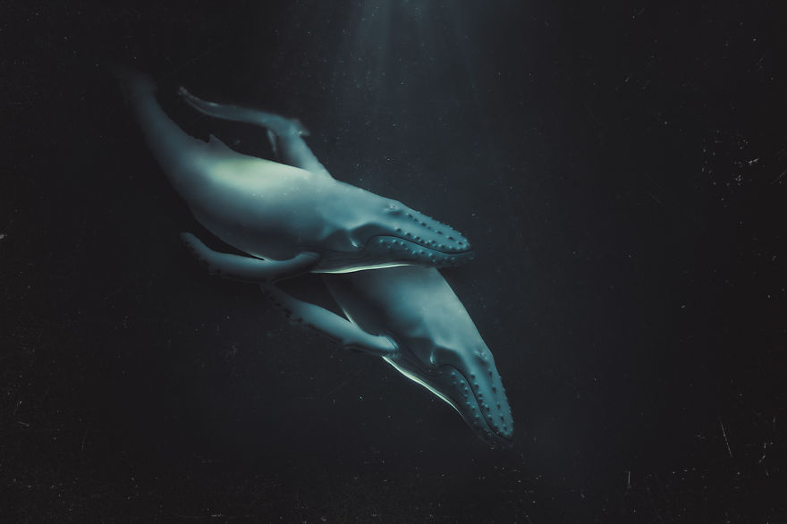 I Created Wildlife Photography In My Room!