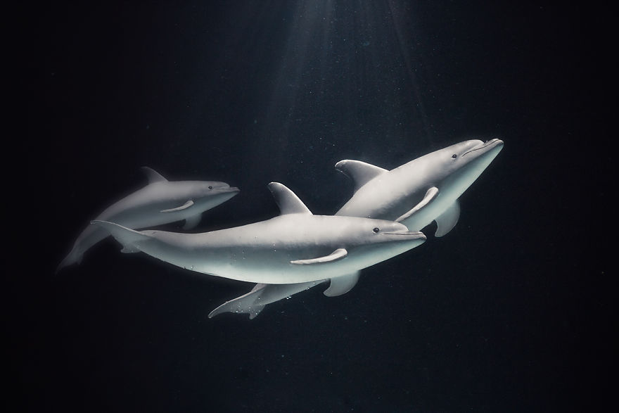 I Created Wildlife Photography In My Room!